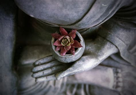 Free Images Leaf Flower Statue Green Red Color Canon Calm