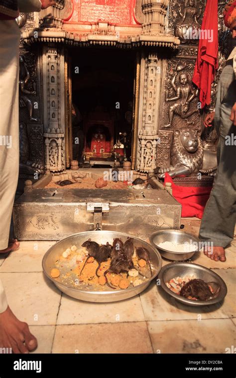 India Rajasthan Deshnok Karni Mata Temple Rat Temple Stock Photo