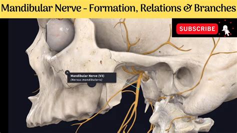 Marginal Mandibular Nerve Anatomy