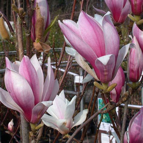 MAGNOLIA RED LUCKY Houtmeyers Plantencentrum En Boomkwekerij Laakdal