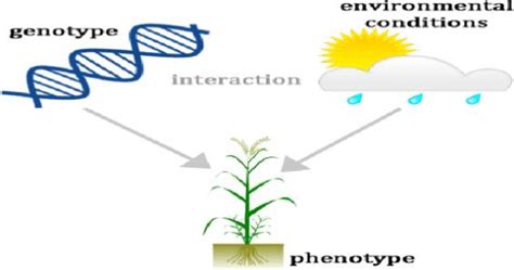 Genotype Phenotype And Environmental Interactions Download Scientific Diagram