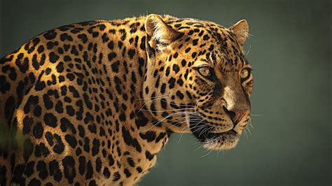 Die 71 Besten Leopard Wallpapers