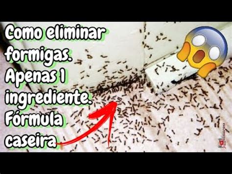 Como Acabar Formigas Youtube