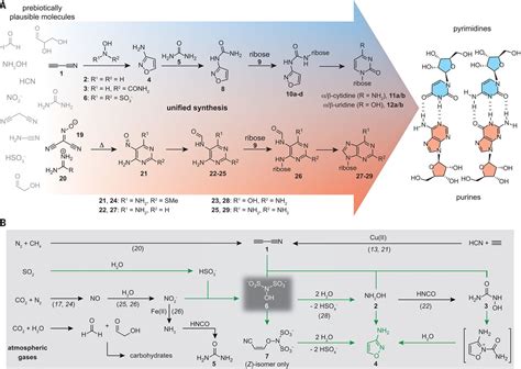 Pyrimidine Synthesis