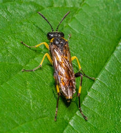 premium photo sawfly closeup