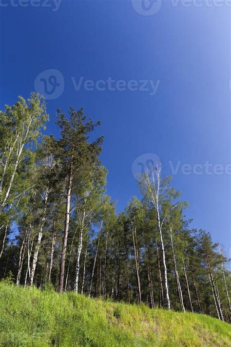 real nature with trees 9417519 Stock Photo at Vecteezy