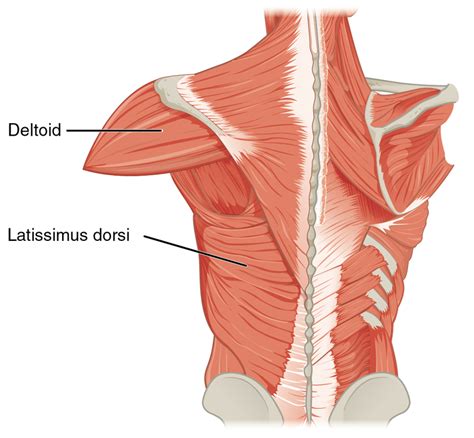 Latissimus Dorsi Muscle Origin And Insertion