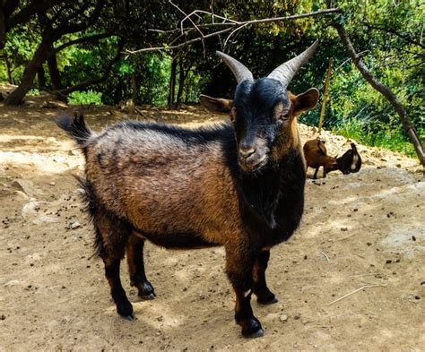 Premium Photo | African pygmy goat