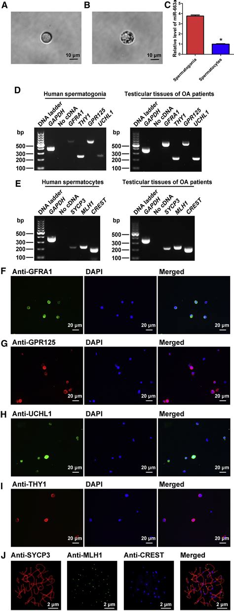 Mir A Stimulates Proliferation And Suppresses Early Apoptosis Of