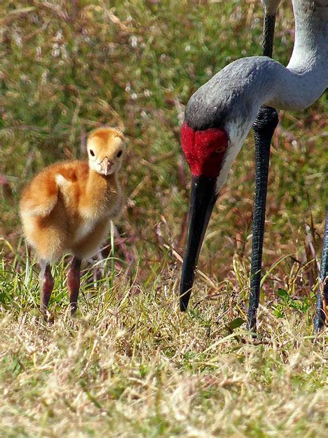 Sandhill Crane And Chick 002 Photograph By Christopher Mercer Fine