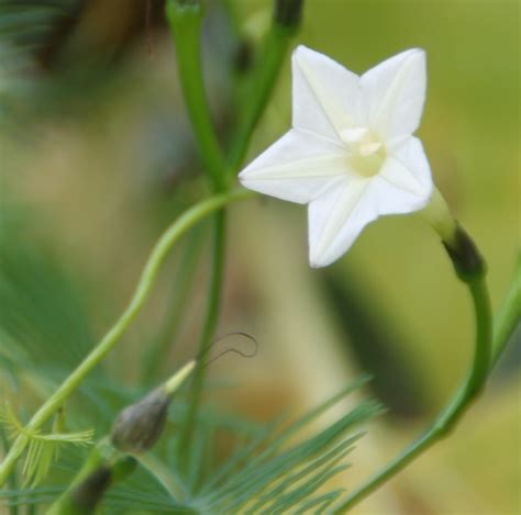 White Cypress Vine Seeds Ipomoea Quamoclit