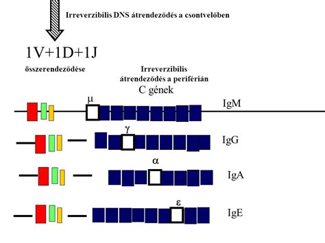 Dr Falus Andr S Egyetemi Tan R Genetikai Sejt S Immunbiol Giai