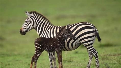 Rare Polka Dotted Zebra Foal Spotted In Kenya Brightvibes