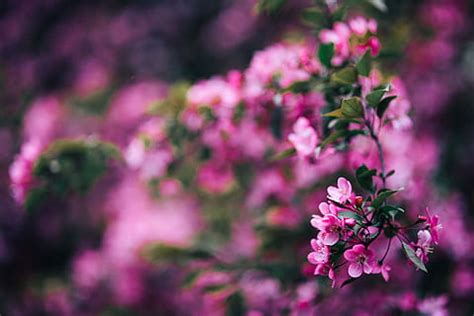 ภาพถ่ายระยะใกล้, สีชมพู, ขาว, ดอกบัว, พืชน้ำ, ธรรมชาติ, ดอก, เบ่งบาน ...