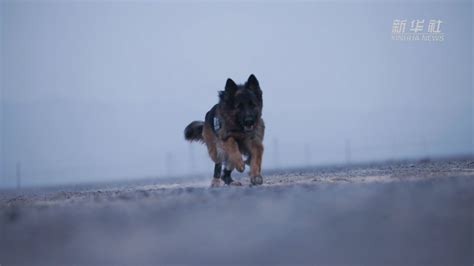 功勋犬来啦 边境卫士元凯 新华网客户端