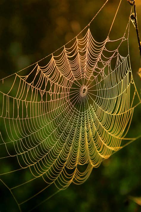 picture spider web water dews sunrise