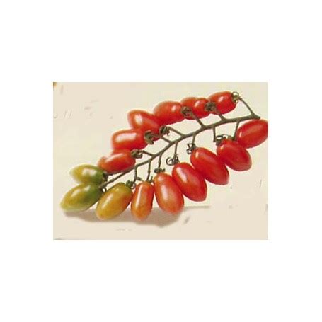 Plant De Tomate Cerise Trilly F