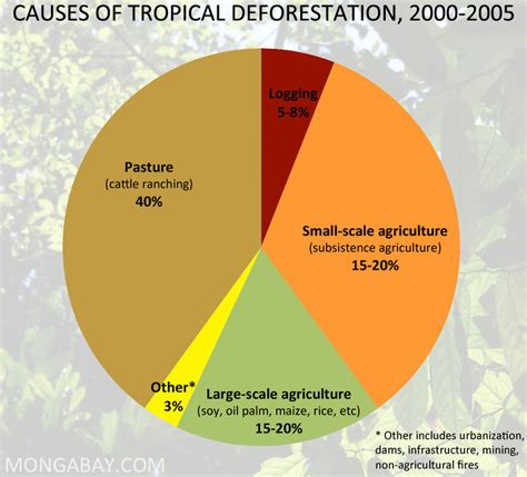 Fun Facts - tropical rain forest