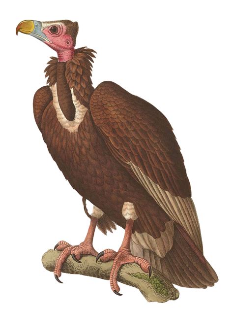 Turkey Vulture Clipart