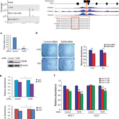 Tgfbi Expression Is Upregulated In Human Breast Cancer A B Tgfbi