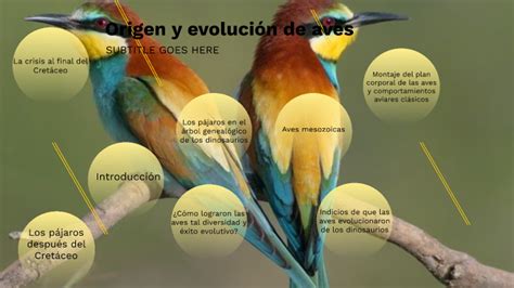 Origen Y Evolución De Aves By Lina Aarab On Prezi