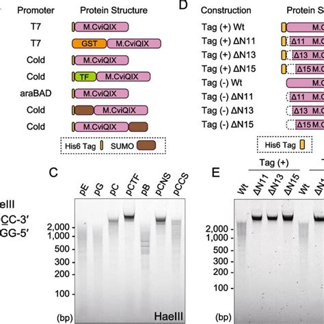 Dual Affinity Purification Strategy Used To Purify The Candidate