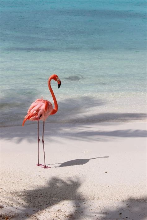 Aruba Fauna - Flamingo, Renaissance Island. Looking almost surreal on the beach on the offshore ...