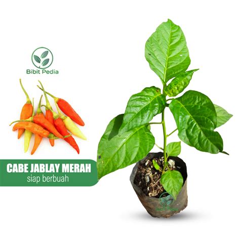 Jual Tanaman Cabe Rawit Setan Bibit Cabai Rawit Merah Mudah Berbuah