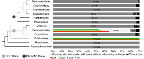 Distribution of ligule types in culm leaves in Poaceae subfamilies ...