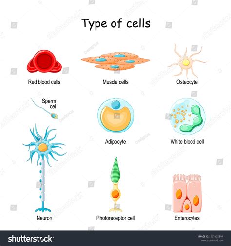 Human Cell Set Bone Osteocyte Muscle Stock Vector Royalty Free