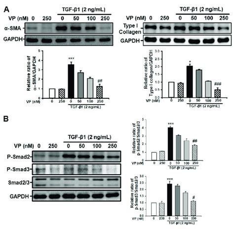 Effect Of Verteporfin On Tgf ß1 Induced α Sma And Type I Collagen