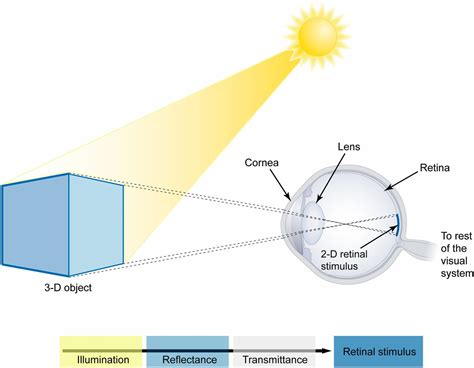 How Biological Vision Succeeds In The Physical World Pnas