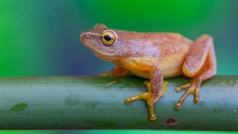 Free Images Frogs Amphibian Tree Frog True Frog Shrub Frog Hyla Eleutherodactylus