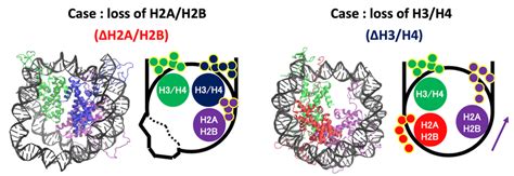 Histone Tail Dynamics In ∆h3h4 And ∆h2ah2b Snapshots From Simulation