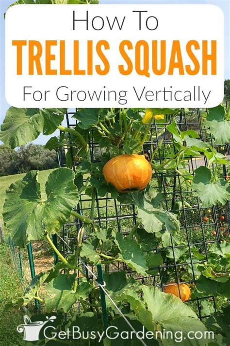 How To Grow Squash Vertically Ultimate Squash Trellising Guide Growing Squash Grow Squash