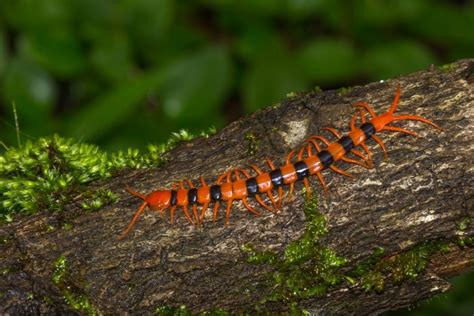 Escolopendra: características, hábitat, alimentación, especies