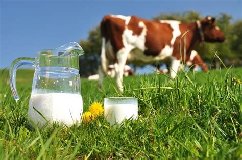 INEI Producción de Leche Fresca Aumentó en 14 Departamentos del Perú