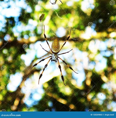 Golden Silk Spider stock image. Image of weaver, giant - 120269865