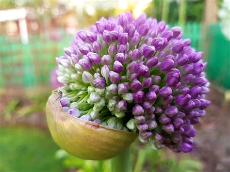 Flowers Decorative Garlic Spring Free Photo On Pixabay