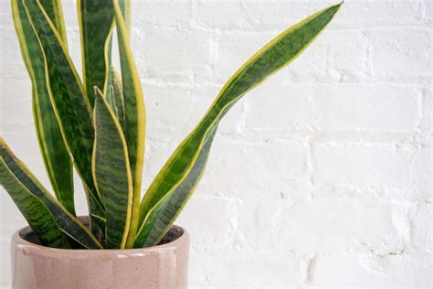 27 Best Office Plants That Require Little Maintenance