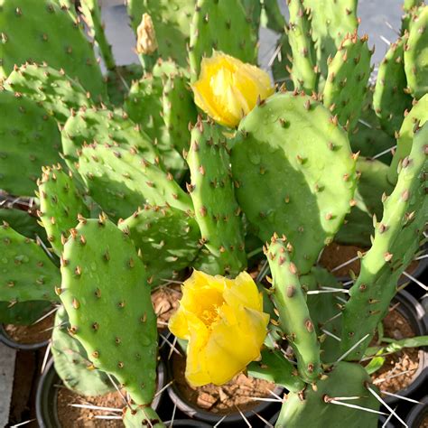 Eastern Prickly Pear Cactus | Freedom Forest Nursery