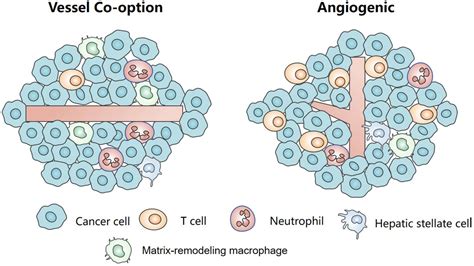 Frontiers Vessel Co Option A Unique Vascular Immune Niche In Liver