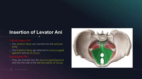 Pelvic floor muscles | PPT