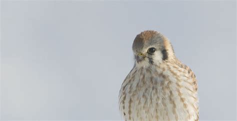 Female American Kestrel On A Frosty Winter Morn On The Wing Photography