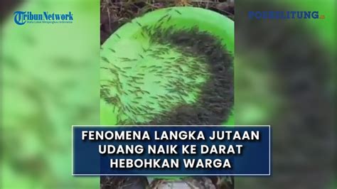 Fenomena Langka Jutaan Udang Naik Ke Darat Hebohkan Warga Gorontalo