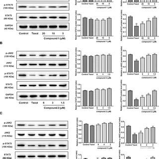 Effect Of Compounds On The Jak Stat Pathway In Hepg Cells