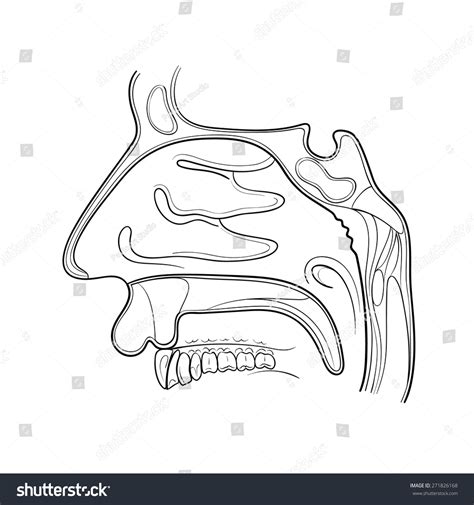 Nose Anatomy Outline Vector Illustration Stock Vector 271826168