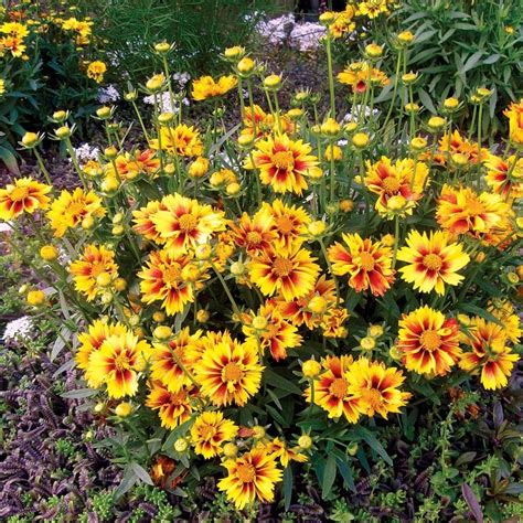Buy Coreopsis Tickseed Perennial Plants Online Wayside Gardens