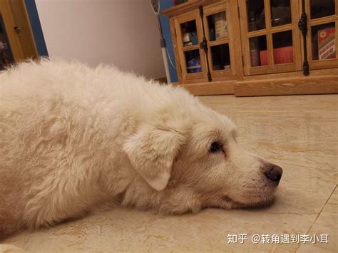 养一只大白熊犬是怎样一种体验？ 知乎