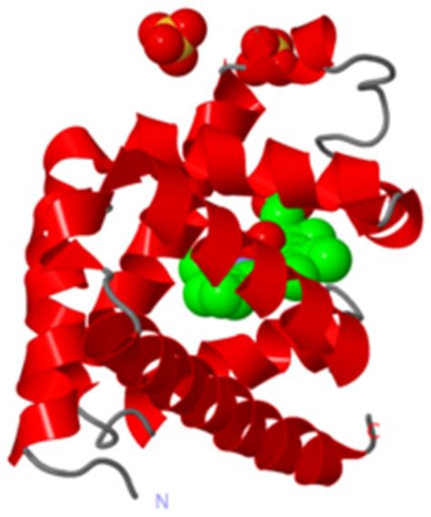 Myoglobin - Proteopedia, life in 3D